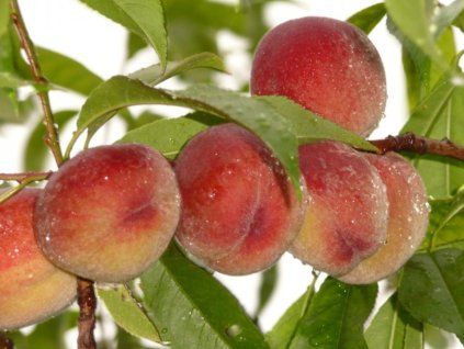 Broskvoň 'Maira' - kontejner  Prunus persica 'Maira'