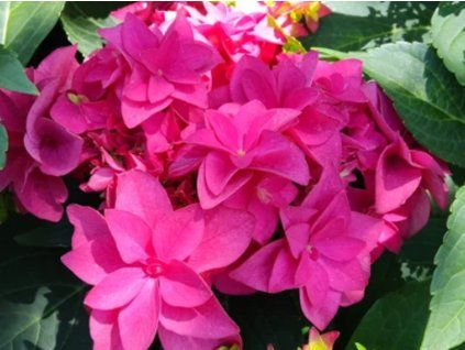 131392 hortenzie velkolista francy hot pink
