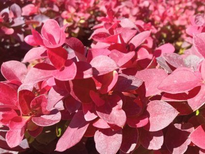 Dřišťál Thunbergův 'Deep Purple'  Berberis thunbergii 'Deep Purple'