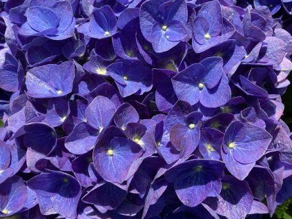 Hortenzie velkolistá 'Jip Blue'  Hydrangea macrophylla 'Jip Blue'