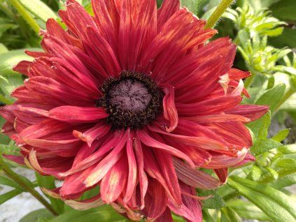 Třapatka (Rudbékie) 'Flamenco True Red'- Rudbeckia 'Flamenco True Red'  Rudbeckia 'Flamenco True Red'