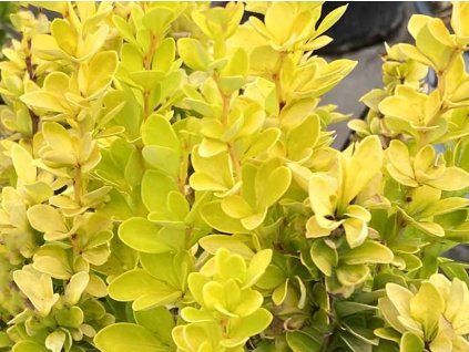 Dřišťál Thunbergův 'Golden Pillar'  Berberis thunbergii 'Golden Pillar'