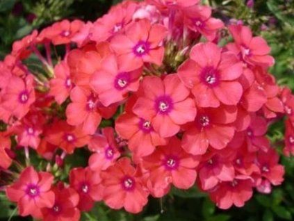 Plaménka latnatá 'Spitfire' - Phlox paniculata 'Spitfire'  Phlox paniculata 'Spitfire'