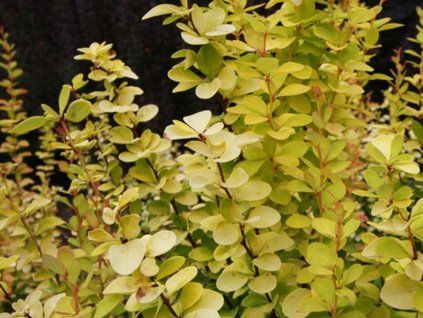 Dřišťál Thunbergův 'Yellow Tower'®  Berberis thunbergii 'Yellow Tower'®