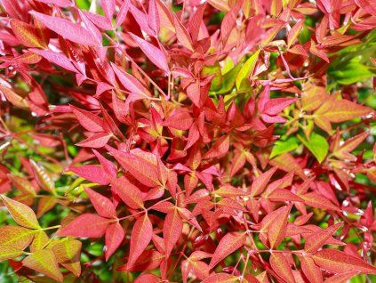 Nandina domácí 'Obsessed'  Nandina domestica 'Obsessed'