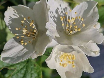 Pustoryl 'Bouquet Blanc'  Philadelphus 'Bouquet Blanc'