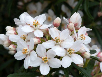 Choisie/mexický pomerančovník 'Scented Gem'  Choisya ternata 'Scented Gem'