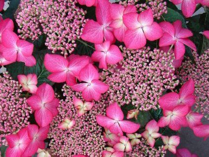 Hortenzie velkolistá 'Selina'  Hydrangea macrophylla 'Selina'