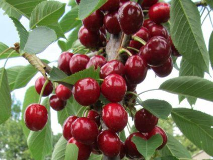 Višeň 'Campanello' - k sloupovitému zapěstování - kontejner  Prunus cerasus 'Campanello'