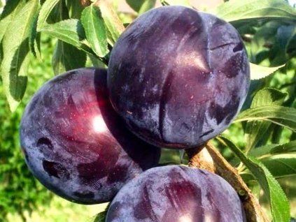 Japonská švestka 'Black Amber' - kontejner  Prunus salicina 'Black Amber'