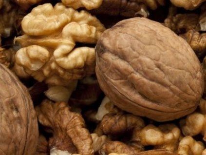 Ořešák královský 'Fernor' - kontejner  Juglans regia 'Fernor'