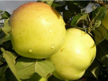 Jabloň 'Berzininku ananasas' - kontejner  Malus domestica 'Berzininku ananasas'