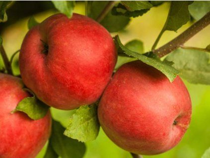 Jabloň 'Mio' - kontejner  Malus domestica 'Mio'