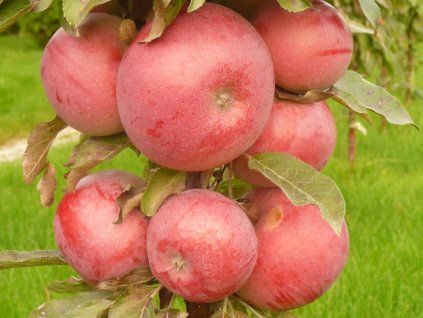 Jabloň sloupovitá 'Anda' - kontejner  Malus domestica 'Anda'