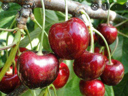Třešeň 'Queen Mary' - k sloupovitému zapěstování - kontejner  Prunus avium 'Queen Mary'