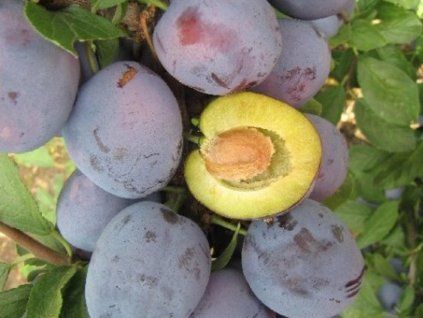 Švestka 'Polinka' - kontejner  Prunus domestica 'Polinka'