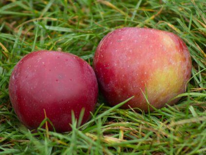Jabloň 'Spartan' - kontejner  Malus domestica 'Spartan'