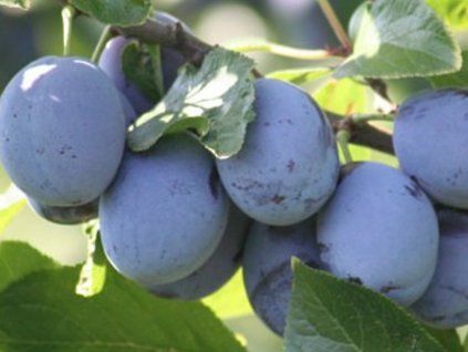Švestka 'Kalipso' - kontejner  Prunus domestica 'Kalipso'