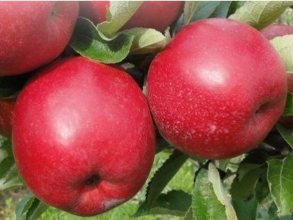 Jabloň 'Najdared' - kontejner  Malus domestica 'Najdared'