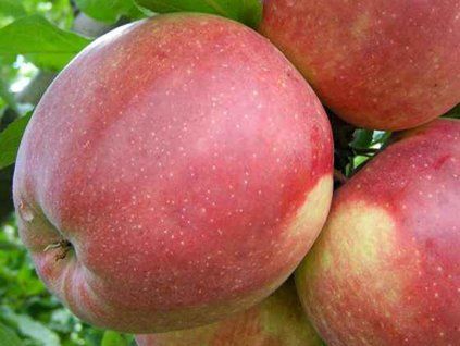 Jabloň 'Ligol' - kontejner  Malus domestica 'Ligol'