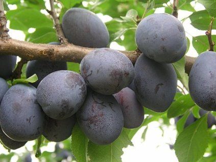 Švestka 'Jojo®' -  kontejner  Prunus domestica 'Jojo®'