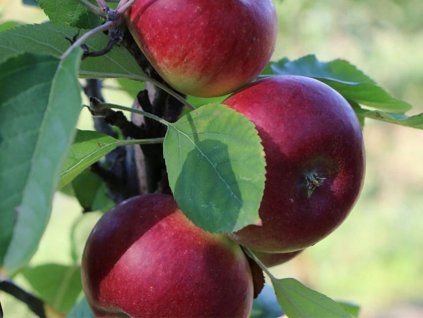 Jabloň sloupovitá 'Duet' - kontejner  Malus domestica 'Duet'