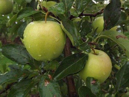 Jabloň 'Kosztela' - kontejner  Malus domestica 'Kosztela'