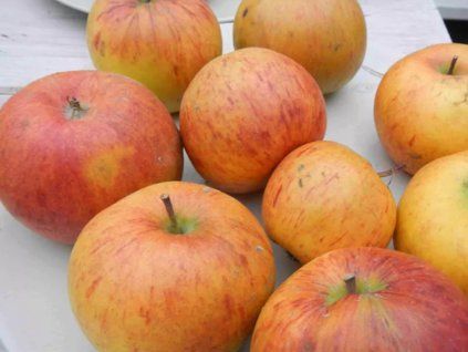 Jabloň 'Londýnské' - kontejner  Malus domestica 'Londýnské'