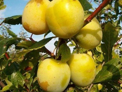 Švestka 'Lotyšská žlutá' - kontejner  Prunus domestica 'Lotyšská žlutá'