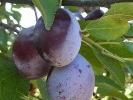 Švestka 'Debrecínská muškátová' - kontejner  Prunus domestica 'Debrecínská muškátová'
