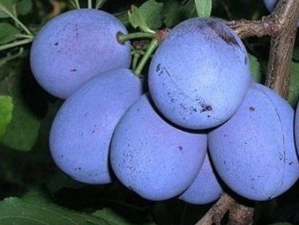Švestka 'Record' - kontejner  Prunus domestica 'Record'
