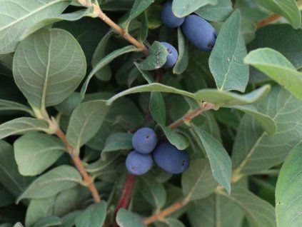 Zimolez kamčatský 'Blue Moon'  Lonicera kamtschatica 'Blue Moon'