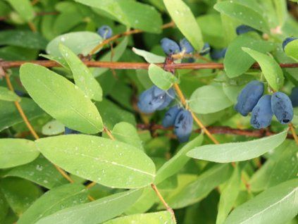 Zimolez kamčatský 'Ruth'  Lonicera kamtschatica 'Ruth'