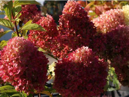Hortenzie latnatá 'Redlight®'  Hydrangea paniculata 'Redlight®'