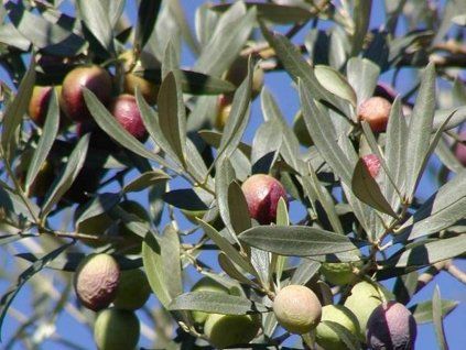 Olivovník evropský ‘Cipressino’  Olea europaea'Cipressino'