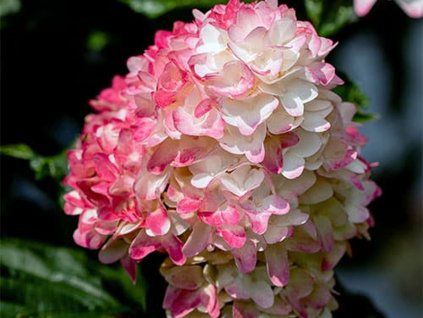 Hortenzie latnatá FE® 'Spring Sizzle'  Hydrangea paniculata FE® 'Spring Sizzle'