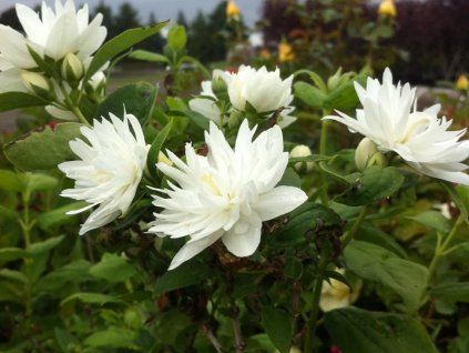 Pustoryl panenský 'Minnesota Snowflake'  Philadelphus× virginalis 'Minnesota Snowflake'