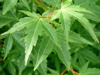 Javor dlanitolistý 'Silhouette' PBR  Acer palmatum 'Silhouette' PBR