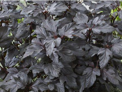 Tavola kalinolistá 'Little Ninja'®  Physocarpus opulifolius 'Little Ninja'®