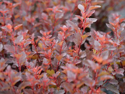 Tavola kalinolistá 'Spicy Devil'™  Physocarpus opulifolius 'Spicy Devil'™