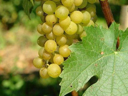 Réva vinná 'Belyj Kokl'  Vitis vinifera 'Belyj Kokl'