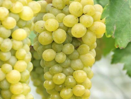 Réva vinná 'Beloje Čudo'  Vitis vinifera 'Beloje Čudo'