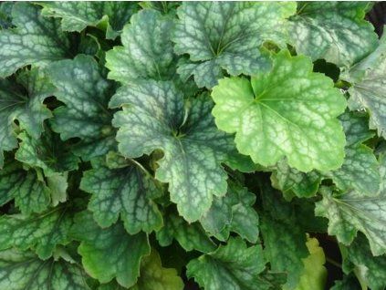Dlužicha villosa 'Carnival Cocomint' - Heuchera villosa 'Carnival Cocomint'  Heuchera villosa 'Carnival Cocomint'