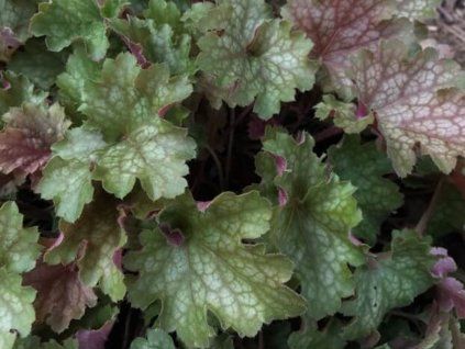 Dlužicha villosa 'Carnival Fall Festival' - Heuchera villosa 'Carnival Fall Festival'  Heuchera villosa 'Carnival Fall Festival'