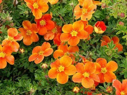 Mochna křovitá 'Orange Star'  Potentilla fruticosa 'Orange Star