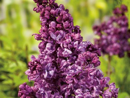 Šeřík obecný 'Mrs Edward Harding'  Syringa vulgaris 'Mrs Edward Harding'