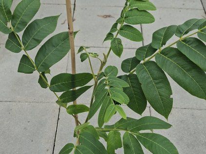 Ořešák japonský 'CW1'  Juglans ailantifolia 'CW1'