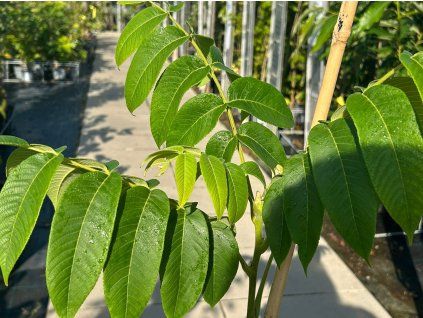 Ořešák japonský 'Jewel Box'  Juglans ailantifolia 'Jewel Box'