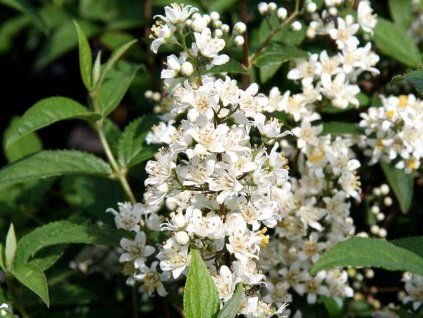 Trojpuk drsný 'Dippon'  Deutzia scabra 'Dippon'