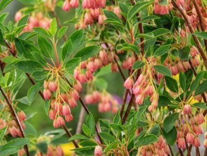 Datyně zvonkovitá 'Cracklin Rosie®'  Enkianthus campanulatus 'Cracklin Rosie®'